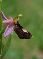 /album/galerie-de-photos-orchidees/ophrys-de-la-drome-jpg1/